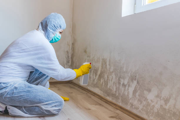 Licensed Mold Removal service in Hanscom AFB, MA - WQB Mold Removal