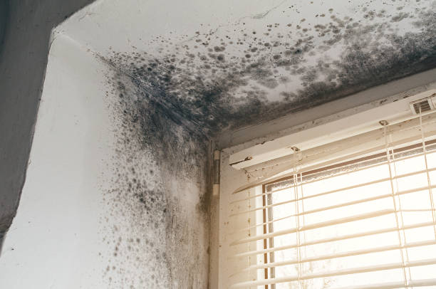 Affordable Mold Removal solutions in Hanscom AFB, MA